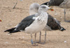 adult intermedius lbbg in October, ringed in Norway. (65103 bytes)
